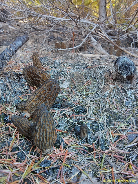 Row of Large Morel Mushrooms